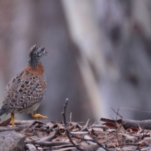 Turnix varius at Lower Boro, NSW - 28 Mar 2022 04:24 PM