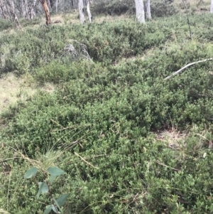 Podolobium alpestre at Cooleman, NSW - 13 Mar 2022