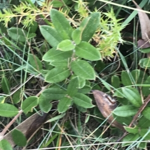 Podolobium alpestre at Cooleman, NSW - 13 Mar 2022 12:52 PM