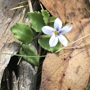 Lobelia pedunculata at Bimberi, NSW - 13 Mar 2022