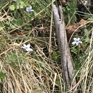 Lobelia pedunculata at Bimberi, NSW - 13 Mar 2022