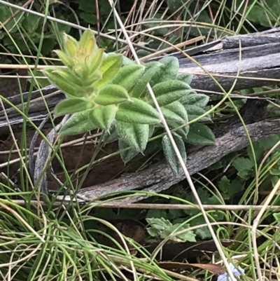 Oxylobium ellipticum (Common Shaggy Pea) at Kosciuszko National Park - 13 Mar 2022 by Tapirlord