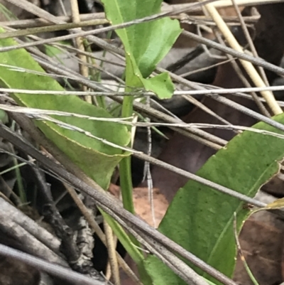 Viola betonicifolia subsp. betonicifolia (Arrow-Leaved Violet) at Bimberi, NSW - 13 Mar 2022 by Tapirlord