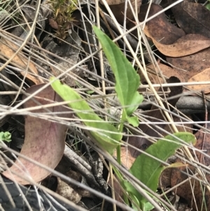 Viola betonicifolia subsp. betonicifolia at Bimberi, NSW - 13 Mar 2022