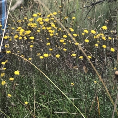 Leptorhynchos squamatus subsp. alpinus (Scaly Buttons) at Bimberi, NSW - 13 Mar 2022 by Tapirlord