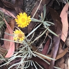 Leucochrysum albicans subsp. albicans (Hoary Sunray) at Bimberi, NSW - 13 Mar 2022 by Tapirlord