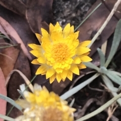 Leucochrysum albicans subsp. albicans at Bimberi, NSW - 13 Mar 2022