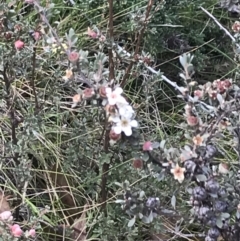 Leptospermum myrtifolium (Myrtle Teatree) at Bimberi, NSW - 13 Mar 2022 by Tapirlord