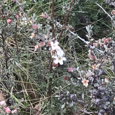 Leptospermum myrtifolium (Myrtle Teatree) at Bimberi, NSW - 13 Mar 2022 by Tapirlord