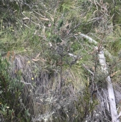 Leptospermum myrtifolium at Bimberi, NSW - 13 Mar 2022