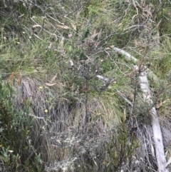 Leptospermum myrtifolium at Bimberi, NSW - 13 Mar 2022 12:10 PM