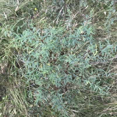 Pimelea pauciflora (Poison Rice Flower) at Tantangara, NSW - 13 Mar 2022 by Tapirlord