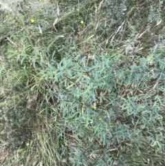 Pimelea pauciflora at Tantangara, NSW - 13 Mar 2022