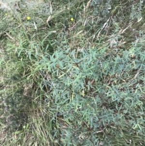 Pimelea pauciflora at Tantangara, NSW - 13 Mar 2022