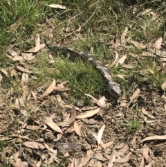 Tiliqua nigrolutea (Blotched Blue-tongue) at Kosciuszko National Park - 13 Mar 2022 by Tapirlord