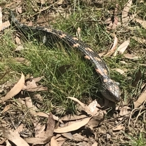 Tiliqua nigrolutea at Tantangara, NSW - 13 Mar 2022 01:18 PM