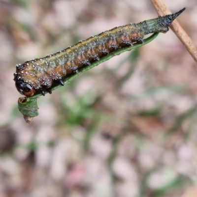 Pterygophorus sp. (genus) (Long-tailed Sawfly) at Belconnen, ACT - 28 Mar 2022 by DanielW