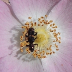 Eleale pulchra (Clerid beetle) at Tidbinbilla Nature Reserve - 30 Nov 2021 by michaelb