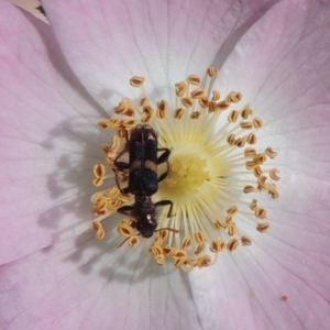 Eleale pulchra at Paddys River, ACT - 30 Nov 2021