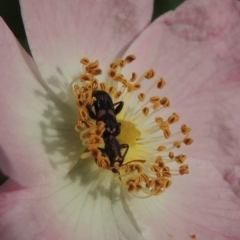 Eleale pulchra at Paddys River, ACT - 30 Nov 2021