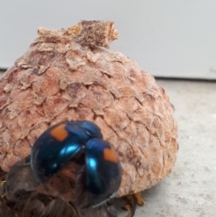 Orcus bilunulatus (Ladybird beetle) at Sullivans Creek, Lyneham South - 29 Mar 2022 by megsclass