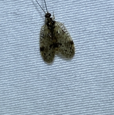 Carobius elongatus (Brown Lacewing) at Jerrabomberra, NSW - 28 Mar 2022 by SteveBorkowskis