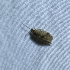 Carobius elongatus at Jerrabomberra, NSW - suppressed