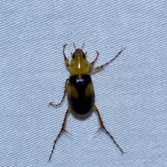 Phyllotocus bimaculatus (Nectar scarab) at QPRC LGA - 28 Mar 2022 by Steve_Bok