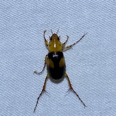 Phyllotocus bimaculatus (Nectar scarab) at QPRC LGA - 28 Mar 2022 by Steve_Bok
