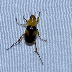 Phyllotocus bimaculatus at Jerrabomberra, NSW - suppressed