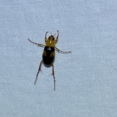 Phyllotocus bimaculatus at Jerrabomberra, NSW - suppressed