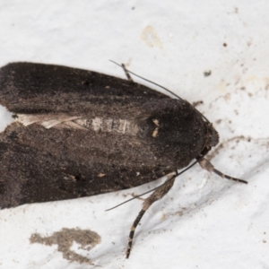 Proteuxoa provisional species 1 at Melba, ACT - 1 Feb 2022