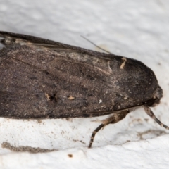 Proteuxoa provisional species 1 at Melba, ACT - 1 Feb 2022 11:44 PM