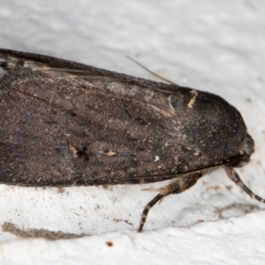 Proteuxoa provisional species 1 at Melba, ACT - 1 Feb 2022 11:44 PM