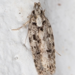 Ardozyga (genus) (Twirler moth (Gelechioidae) at Melba, ACT - 1 Feb 2022 by kasiaaus