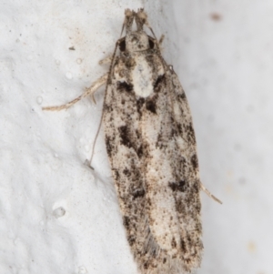 Ardozyga (genus) at Melba, ACT - 1 Feb 2022 11:46 PM