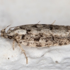 Ardozyga (genus) at Melba, ACT - 1 Feb 2022