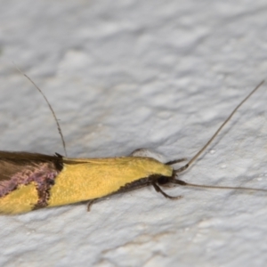 Opogona stereodyta at Melba, ACT - 1 Feb 2022 11:47 PM