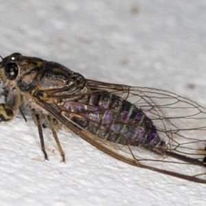 Galanga labeculata at Melba, ACT - 1 Feb 2022 11:49 PM