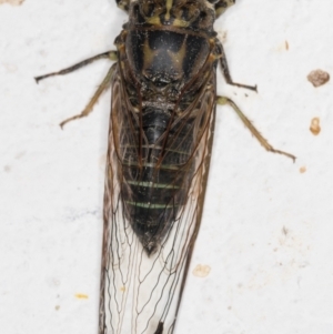 Galanga labeculata at Melba, ACT - 1 Feb 2022 11:49 PM