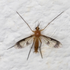 Unidentified True fly (Diptera) (TBC) at Melba, ACT - 1 Feb 2022 by kasiaaus