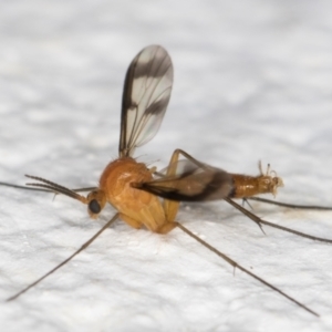 Mycetophilidae (family) at Melba, ACT - 1 Feb 2022 11:54 PM