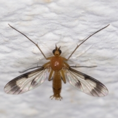 Mycetophilidae (family) at Melba, ACT - 1 Feb 2022 11:54 PM