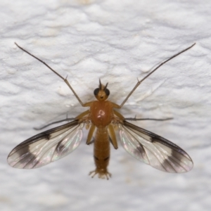 Mycetophilidae (family) at Melba, ACT - 1 Feb 2022