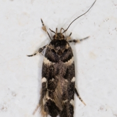 Macrobathra ceraunobola (a cosmet moth) at Melba, ACT - 1 Feb 2022 by kasiaaus