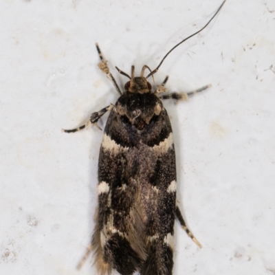 Macrobathra ceraunobola (a cosmet moth) at Melba, ACT - 1 Feb 2022 by kasiaaus