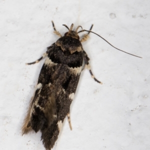 Macrobathra ceraunobola at Melba, ACT - 1 Feb 2022 11:56 PM