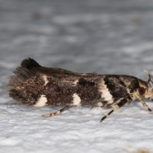 Macrobathra ceraunobola at Melba, ACT - 1 Feb 2022 11:56 PM