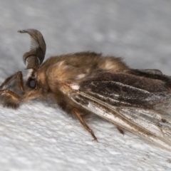 Clania ignobilis (Faggot Case Moth) at Melba, ACT - 2 Feb 2022 by kasiaaus