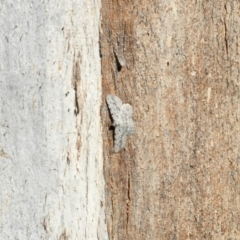 Psilosticha absorpta (Fine-waved Bark Moth) at GG182 - 29 Mar 2022 by KMcCue